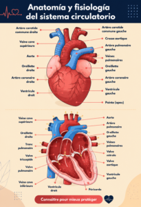 Schéma illustrant l'anatomie du système circulatoire féminin