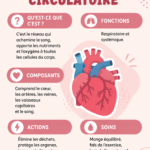 Un schéma illustrant le système circulatoire, mettant en lumière les artères et veines
