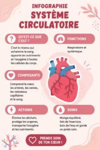 Un schéma illustrant le système circulatoire, mettant en lumière les artères et veines